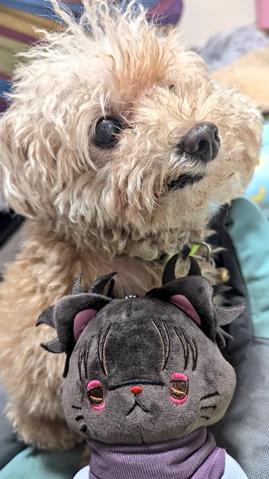 台風の中来たお兄ニャンと1ミリも興味が無い犬 