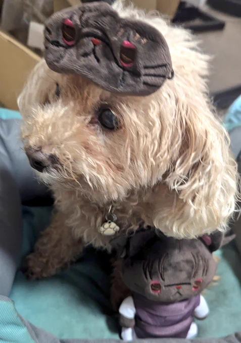 台風の中来たお兄ニャンと1ミリも興味が無い犬 