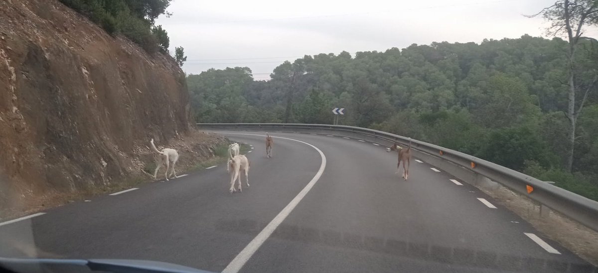 AVV_CanCerda's tweet photo. Bon dia! Aquests gossos de raça podenca porten dies trepitjant per la Carretera d'Horta al voltant del barri de Can Cerdà. El veïnat ha enviat instàncies a l'Ajuntament de @Cerdanyola però no tenim resposta‼️ Estan abandonats, famèlics i suposen un perill de seguretat⚠️ https://t.co/kVmzJP478E