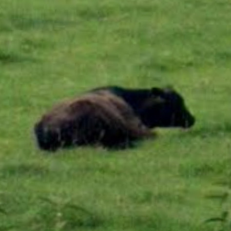 Animals of Street View (Ireland) tweet media