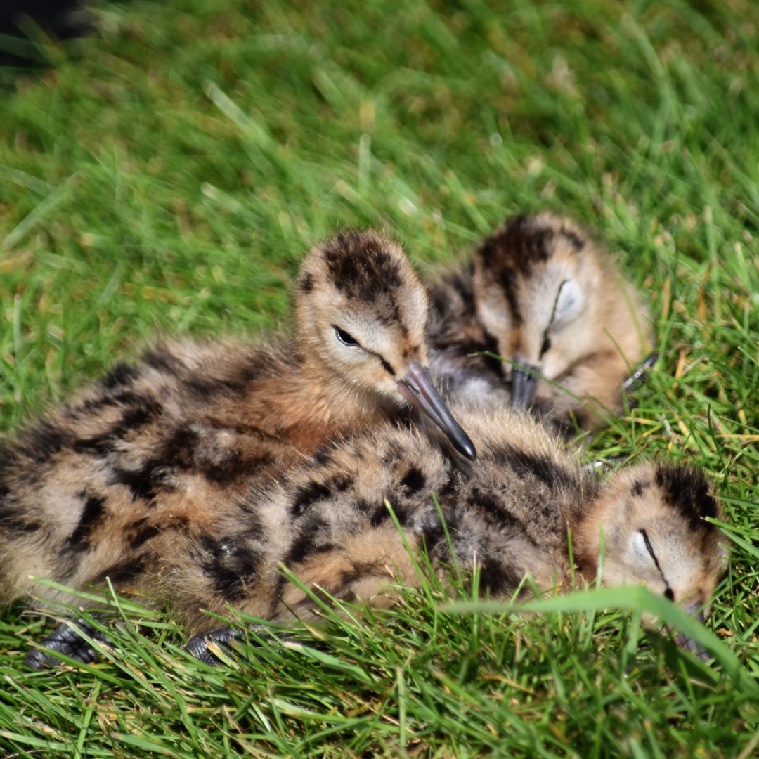 Natural England tweet media