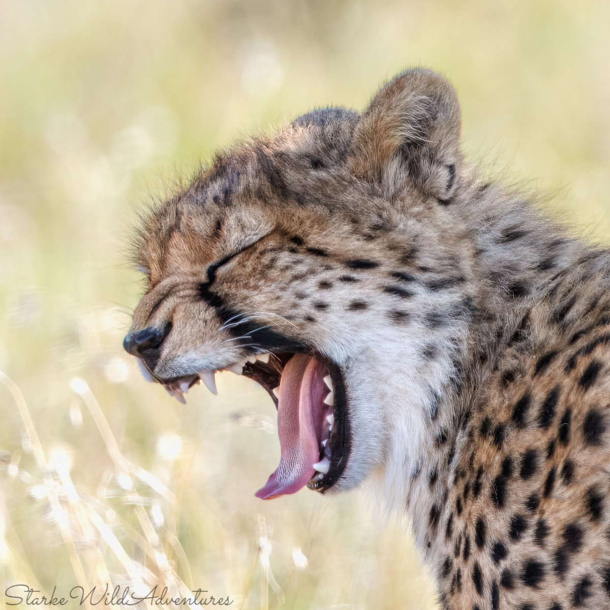 SANParksMZNP's tweet photo. The many faces of a cheetah in #MountainZebraNationalPark #FaceOffFriday 📷Starke Wild Adventures #LiveYourWild @SANParks https://t.co/LN1Ok0Jvrq