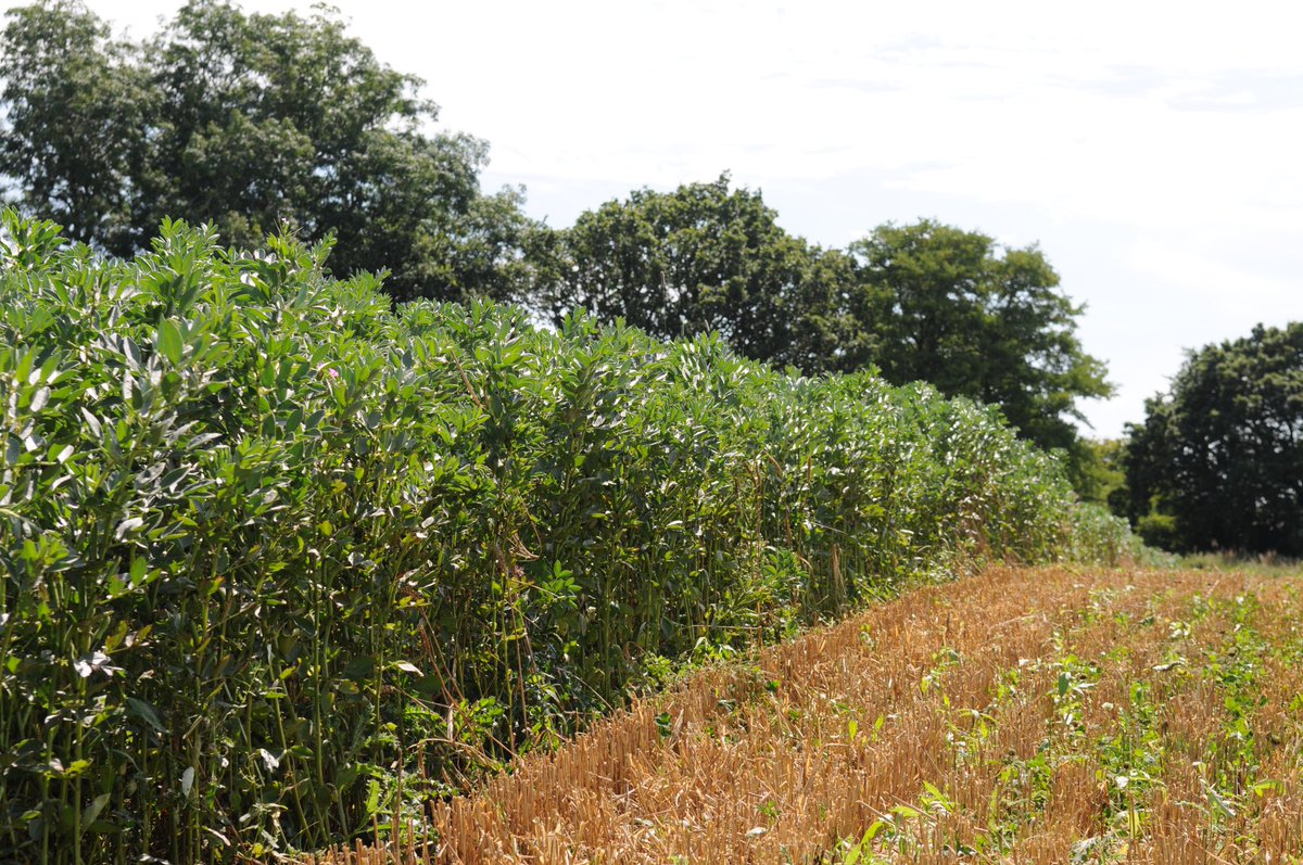 Funded MRes strip cropping #intercropping