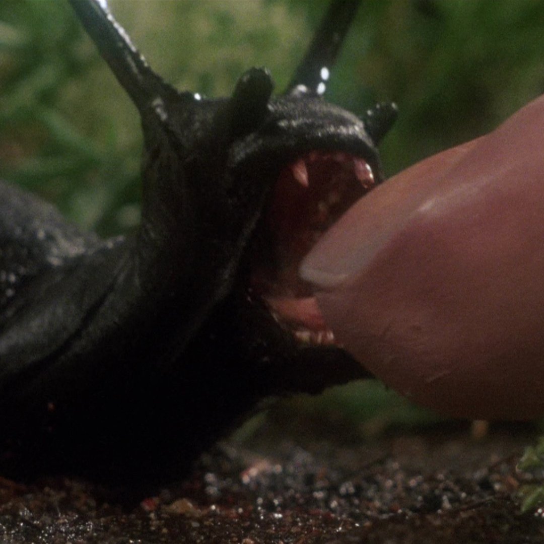 AbertoirFest's tweet photo. #Abertoir2024 roars to life with animals on the attack and mother nature biting back!

🐜 Phase IV (Saul Bass, 1974)
🐻 Grizzy (William Girdler, 1976)
🐌 Slugs (Juan Piquer Simon, 1988)
🌫️ Godzilla vs Hedorah (Yoshimitsu Banno, 1971)

Read more: https://t.co/phzH5Ect8D https://t.co/Pp4Uv8MADn