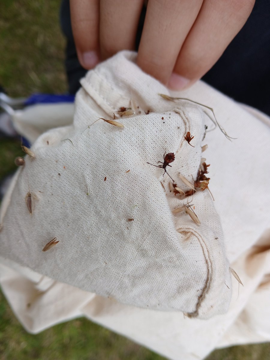 We saw lots of new faces at our recent Family Fun Day with SpArc. We're interested in running afterschool wildlife gardening groups for parents and their children ages 9 and under. If you'd like to join, please get in touch with Dan at goingwild@lightfootenterprises.org