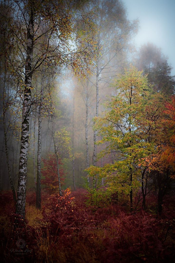 Foggy morning 🍂🍁🤍