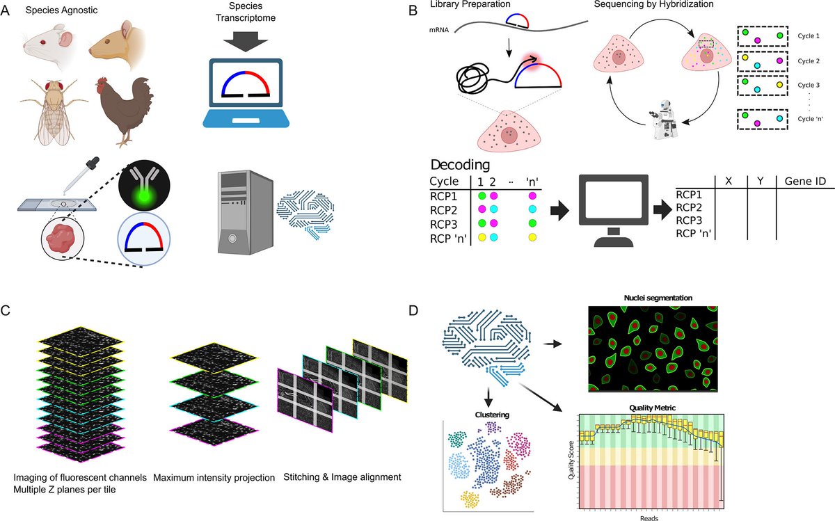 Development (@dev_journal) on Twitter photo Open-source, high-throughput targeted in situ transcriptomics for developmental and tissue biology
Read this Techniques & Resources Article by Hower Lee <a href="/lee_hower/">Hower Lee</a>, Marco Grillo, Mats Nilsson <a href="/MatsNilssonLab/">MatsNilssonLab</a> <a href="/scilifelab/">SciLifeLab</a> & colleagues:
journals.biologists.com/dev/article/15… Open-source, high-throughput targeted in situ transcriptomics for developmental and tissue biology
Read this Techniques & Resources Article by Hower Lee <a href="/lee_hower/">Hower Lee</a>, Marco Grillo, Mats Nilsson <a href="/MatsNilssonLab/">MatsNilssonLab</a> <a href="/scilifelab/">SciLifeLab</a> & colleagues:
journals.biologists.com/dev/article/15…