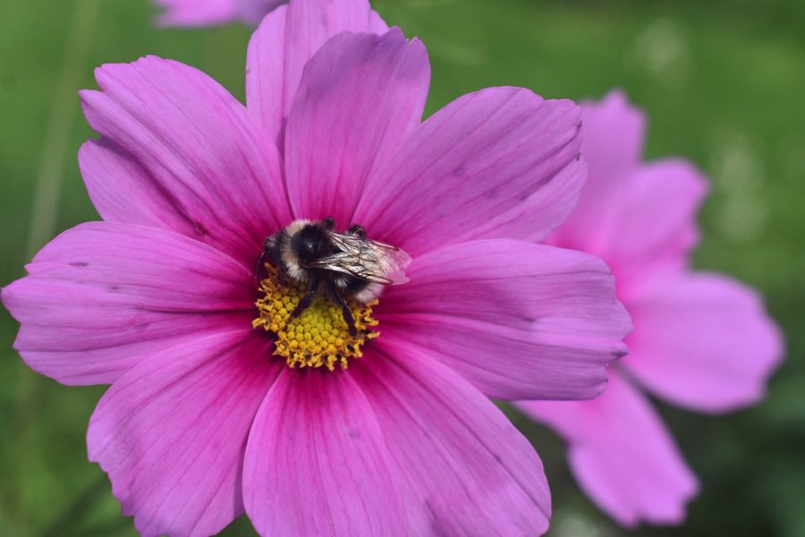 Bumblebees can only fly for 40 minutes between feeds. So growing just one nectar-rich plant could be the pit-stop that saves a bee. Helping bees, butterflies, moths, and other pollinators is also a great way to connect with nature!
More ideas:
bit.ly/44lesqB