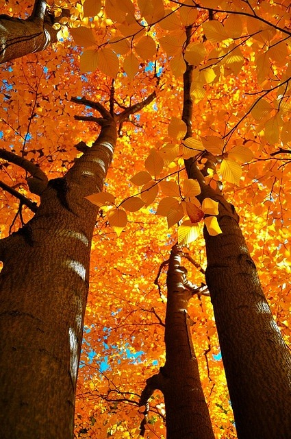 visitharford's tweet photo. Autumn Splendor, Boston, Massachusetts #AutumnSplendor #Boston #Massachusetts https://t.co/tEtiwFNboX https://t.co/AOXqSTDYkZ