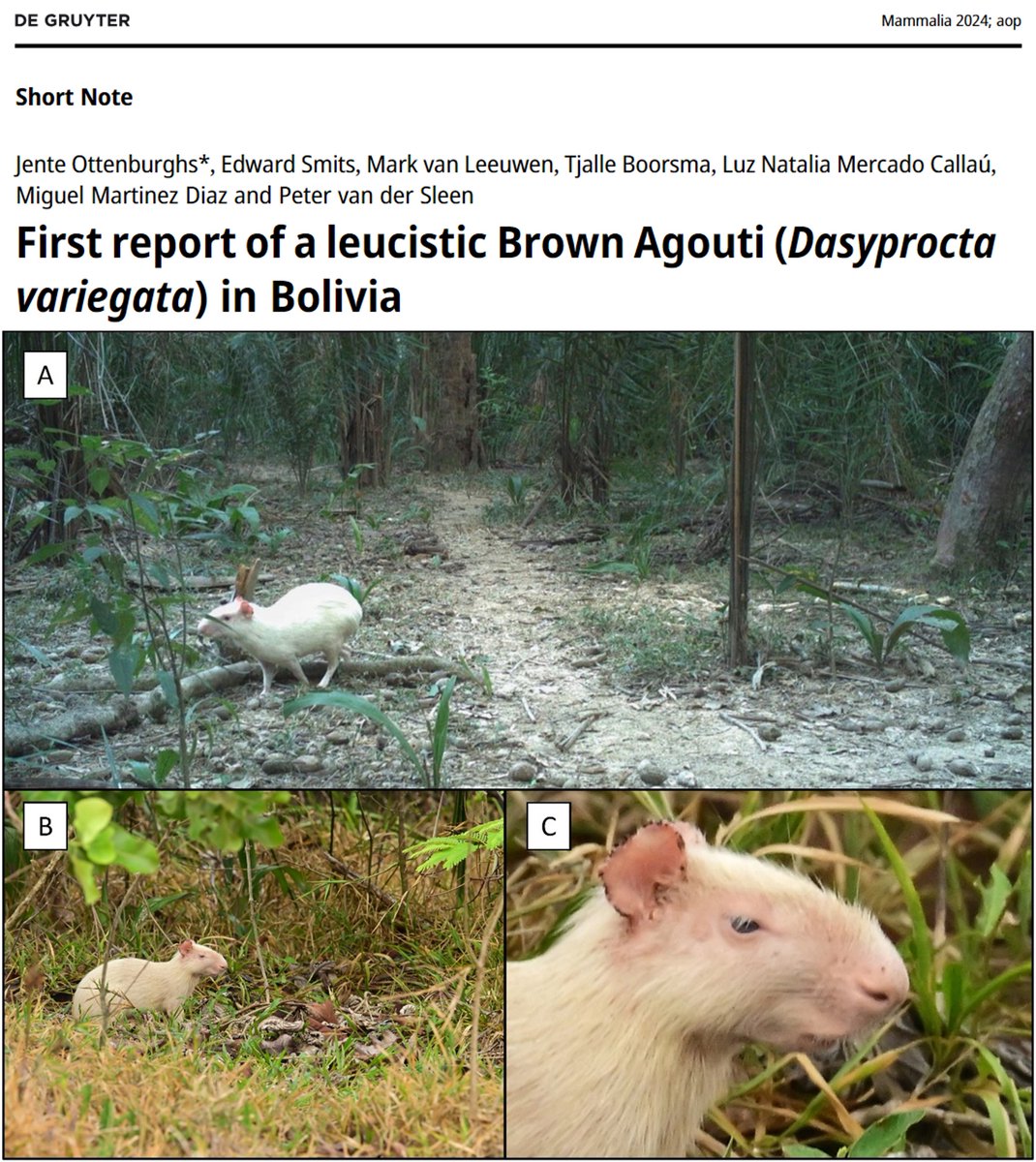 🎉 New paper: First report of a leucistic Brown Agouti (Dasyprocta variegata) in Bolivia
degruyter.com/document/doi/1…

In 2022, two students travelled to Bolivia where they obtained footage of a white Brown Agouti. The agouti has black eyes, indicating leucism instead of albinism.