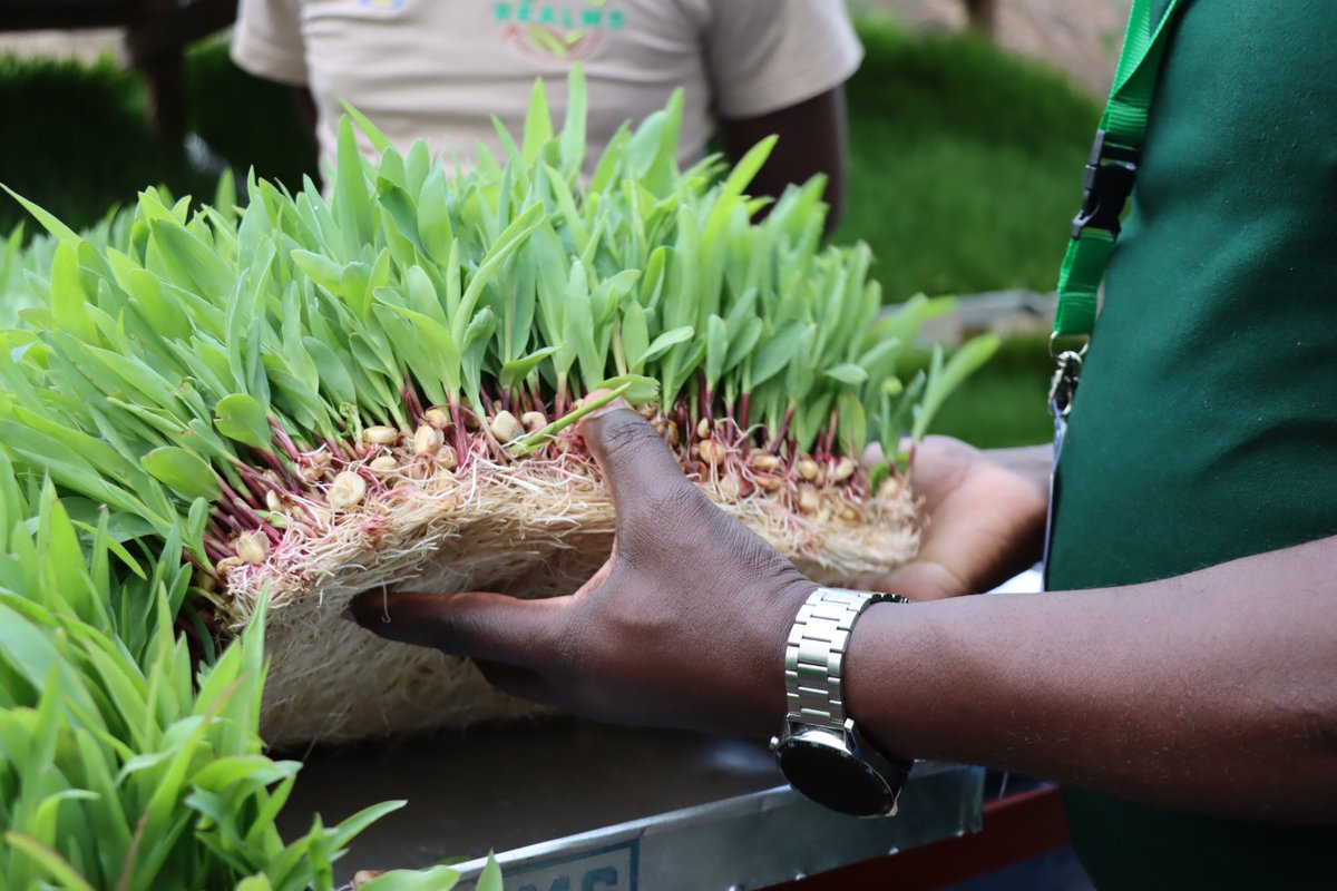 realms2020's tweet photo. Yesterday was Day 2 of the #REALMSLearningEvent, and we visited different Farmer Field Schools and SMEs: Mukamira Farmer Field School, Tuzamurane Farmer Field School, Moulins du Nil Blanc (MNB) SME and Uruhimbi Kageyo Cooperative (UKC). https://t.co/PNNCVXzUy5