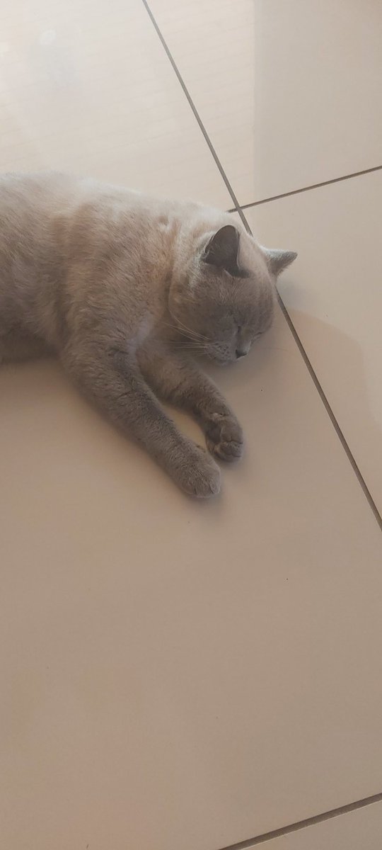 GrecianGirly's tweet image. Leo the hotel cat just doing his thing. After his stint on the reception desk last night he has been lying in the middle of the floor of the reception area all morning while people walk around him. #NotBothered