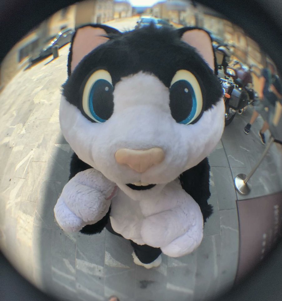 Hello hello! 
I'm cat. Want to be friends? 
Photo by noodle_doo #furry