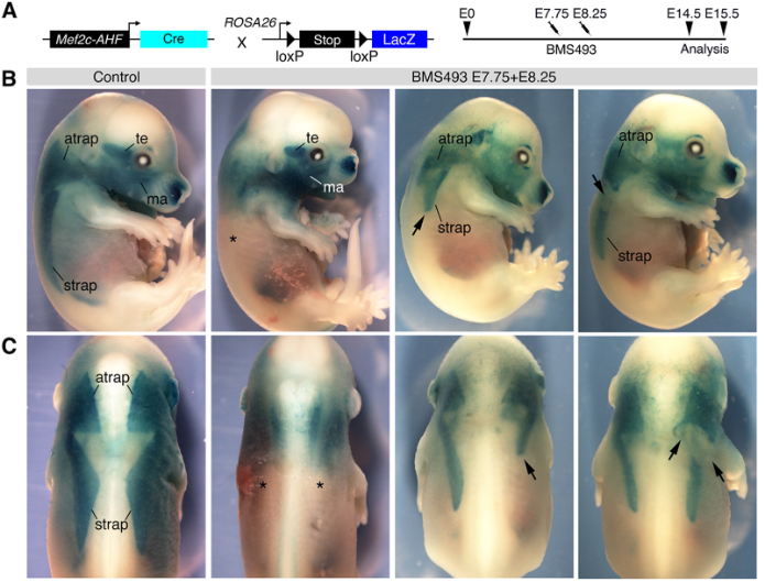 Dev_journal's tweet photo. Retinoic acid signalling regulates branchiomeric neck muscle development at the head/trunk interface

Read this Research Article by Camille Dumas, Robert Kelly and colleagues @univamu:

https://t.co/nVAxFsbnzj https://t.co/kFZ9BQYHTL