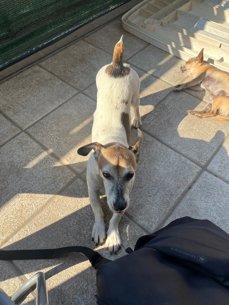 matigraz's tweet photo. Devo studiare un sacco, ma almeno lo faccio a casa di Elisa, senza nessuno, tranne i suoi cani che mi danno le coccole https://t.co/C8PD5qCiuW