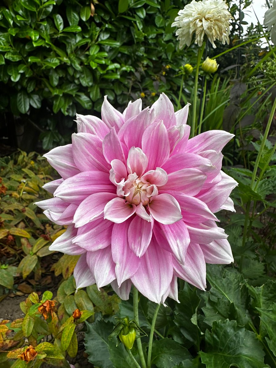 Flower Friday 🌸 These beautiful Dahlias brighten up our gardeners day with showy blooms in a range of colours and shapes. They create sunny borders through summer into late autumn. 

blueirislandscapes.co.uk/services/lands…