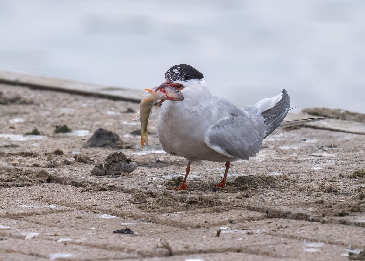 phil_smithson's tweet photo. While watching the black tern at Pugneys the other day catching flies, there was also a constant delivery of fish to their young by the common terns. I wonder if any anglers could confirm the type of fish being caught. @WakeyBirders @yorkshirewild https://t.co/rmt0nclOmU