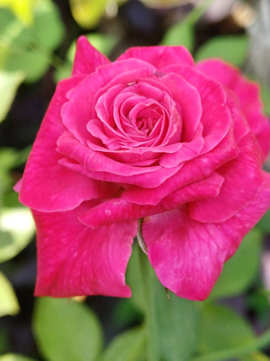 56audrey57's tweet photo. #flowersonfriday
#WildRoses #Macroshot #Roseline
🌹🌸🩷 https://t.co/vbVwMs15O4