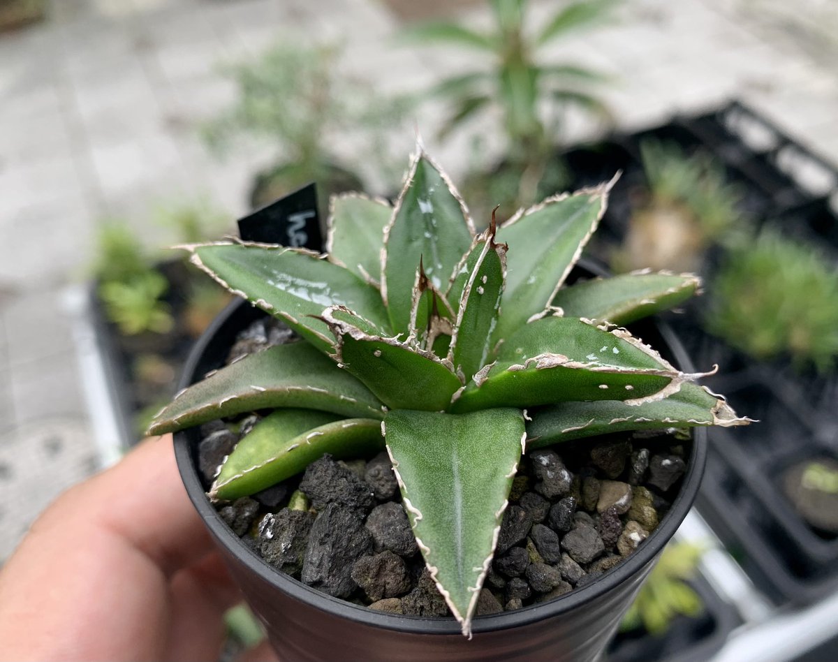 アガベ ホリダ チョコレートソーン Agave horrida Chocolate thorns