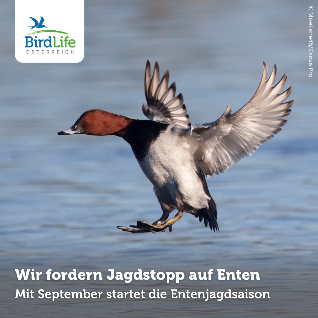 BirdLife Österreich tweet media