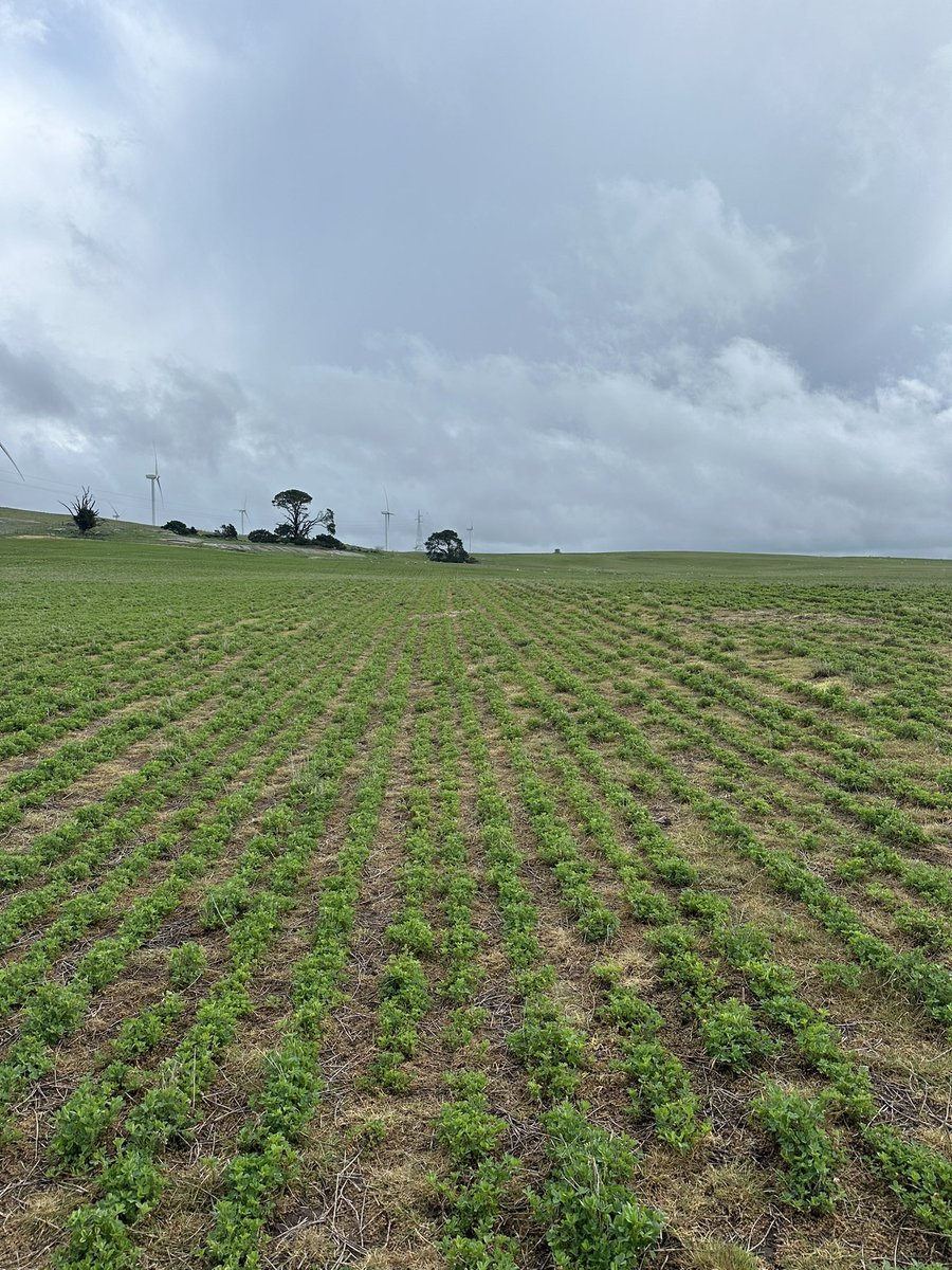 This paddock of Lucerne is flying after its winter clean and application of custom fertiliser blend, now just add water 🌿🤞🏻
<a href="/IPFertilisers/">Incitec Pivot Fertilisers</a>