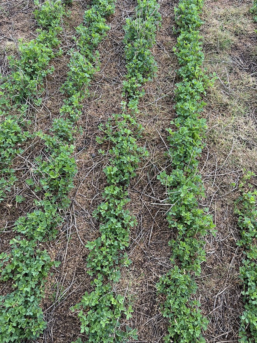 Altora Ag - Ballarat tweet media