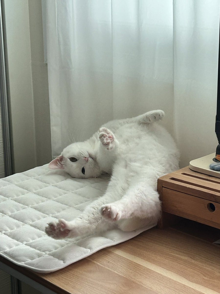 nyang67's tweet photo. 기지개 하는 냥냥이 보고 다들 행복하세요 🤍 https://t.co/wJ4G9SMw3x
