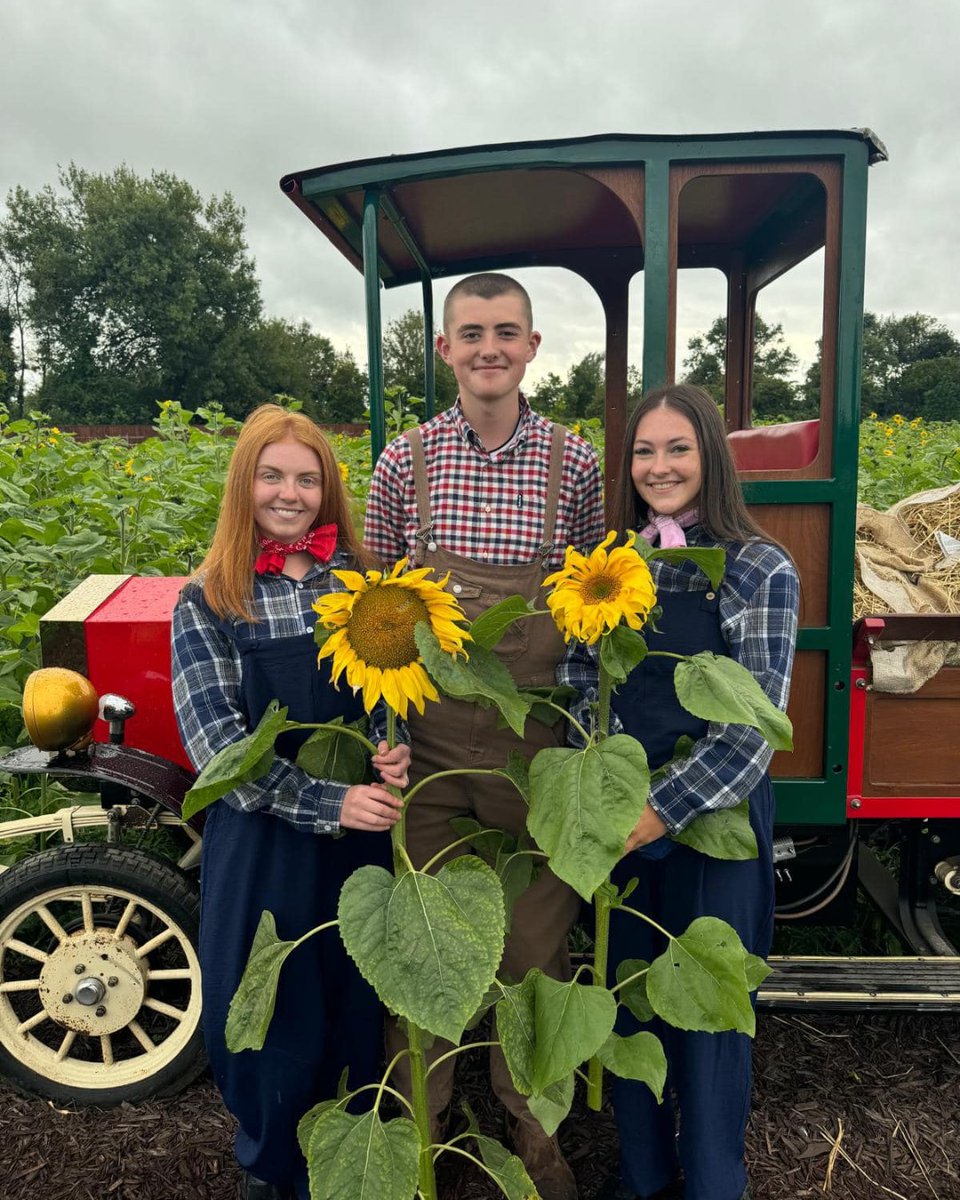 SamaritansIRL's tweet photo. 🌻 Pick your own sunflowers &amp; support Samaritans! 

@KildareFarmShop's sunflower meadow is now open in #Naas and raising funds for @Sams_Newbridge

Huge thanks to Kildare Farm Shop for their amazing support 💚 https://t.co/ulgNlRvuuO