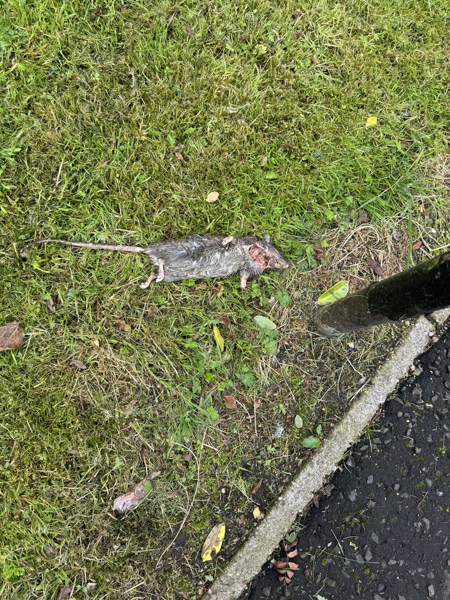 hashtagnaeidea's tweet photo. @MyGlasgowCC @MovingGovanFwd you have both added to the issue of pest in the area in the last 4 years so who is responsible for getting this away from my elderly disabled mothers door??? https://t.co/V74Eji05Gq