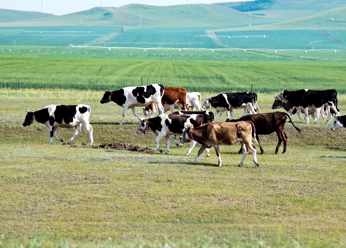 FeedNavigator (@feednavigator) on Twitter photo .<a href="/dsmfirmenich/">dsm-firmenich</a> is gearing up to bring its methane-reducing feed additive, Bovaer, to China. It says it on schedule to submit its Chinese registration dossier for the feed supplement later this year. bit.ly/3XpQQRa #Sustainability #cows #Dairy .<a href="/dsmfirmenich/">dsm-firmenich</a> is gearing up to bring its methane-reducing feed additive, Bovaer, to China. It says it on schedule to submit its Chinese registration dossier for the feed supplement later this year. bit.ly/3XpQQRa #Sustainability #cows #Dairy