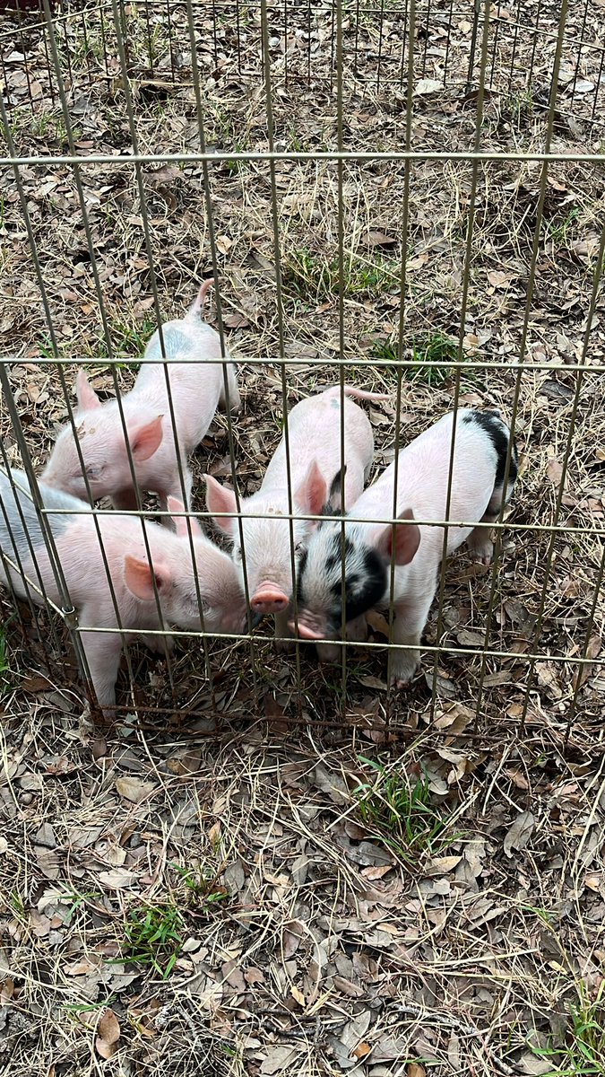 Their mom died shortly after giving birth. :(.  So LBJMS Ag classes are helping out today bottle feeding.  Fun day of hands on learning at LBJMS!