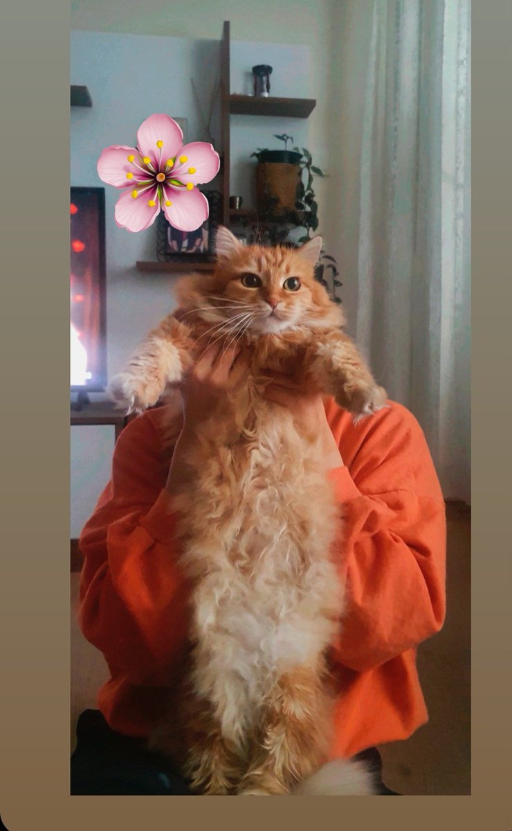 Anasının danası 😻