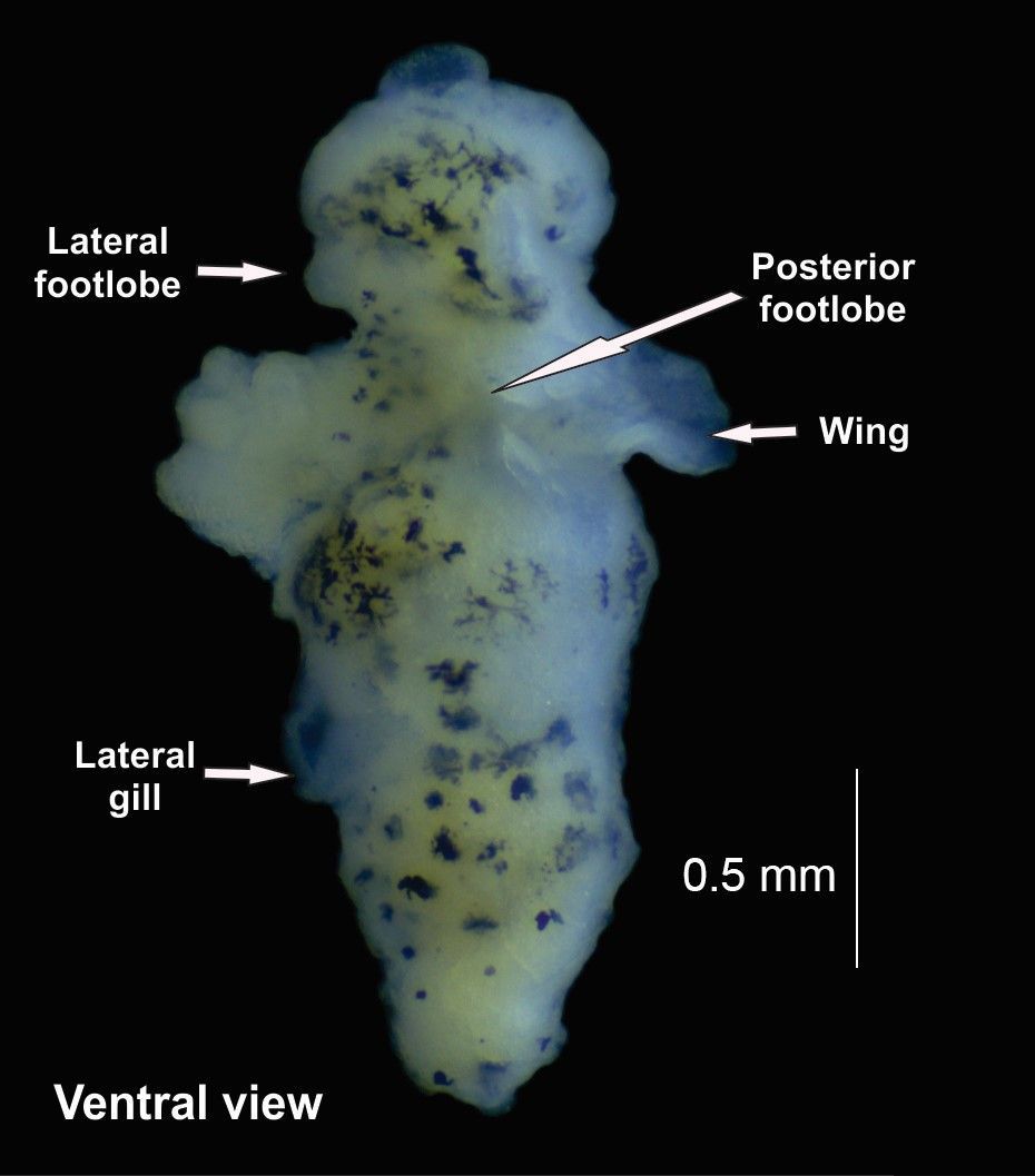 Four new records of gymnosome pteropods (Pteropoda, Gymnosomata) in the Campeche Canyon, southern Gulf of Mexico 

doi.org/10.15560/20.1.… 

#Zooplankton #gymnosomes #speciesrichness #diversity #Nortesseason #checklist #checklistjournal #pensoftpublishers