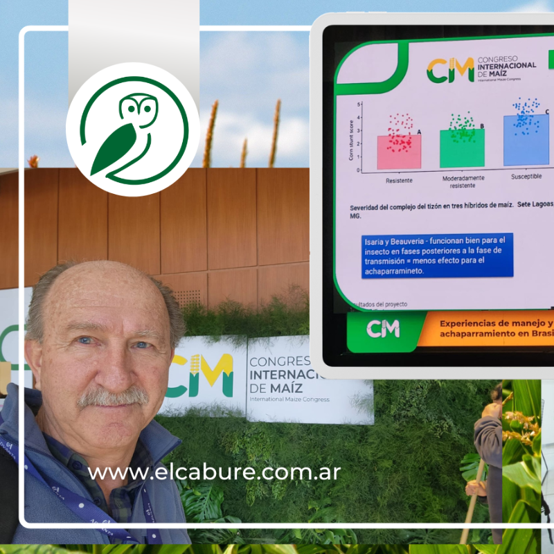 elcabureinsumos's tweet photo. 🌽 Participamos del 3er Congreso Internacional de Maíz en Córdoba, donde se presentaron respuestas del control de #Chicharrita con bioinsecticidas con resultados similares a los de control químico. ¡Vamos por más control con biológicos! 🌱💚 #ElCabureInsumosBio #Maíz