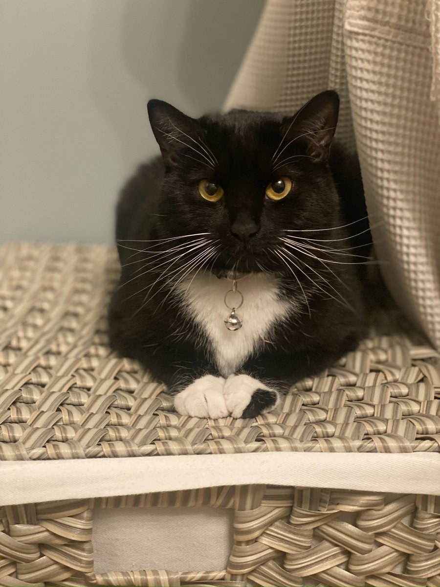 KellyKellyNOLA's tweet photo. @latsot Looks just like my kitty named Mittens https://t.co/n3tWwnt7jH