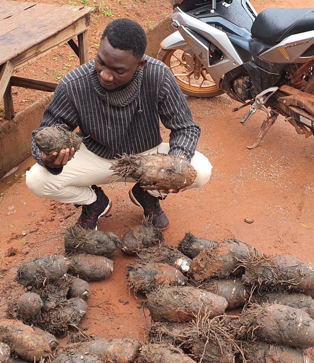 SombieLean86457's tweet photo. 📌Depuis plus de 10 ans, Mariam vend du taro à  Bobo-Dioulasso, en compagnie de sa mère, qui possède plus de 20 ans d'expérience dans le domaine.  Au quotidien, elle expose sa marchandise en tas de 1000 et 2000 FCFA.

L'intégralité de l'article 👇🏽https://t.co/WAplBwaMBf https://t.co/1raNYp3eK2