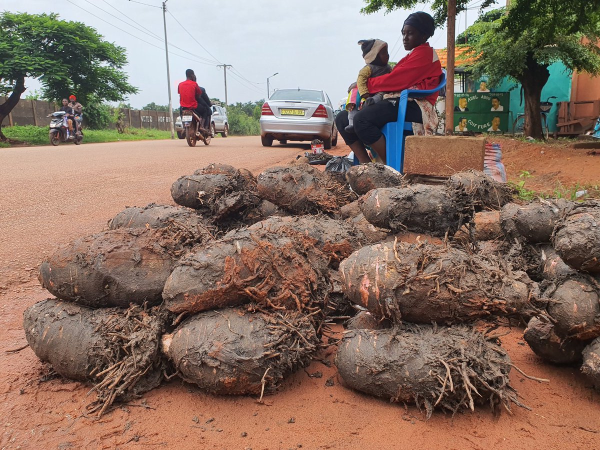 SombieLean86457's tweet photo. 📌Depuis plus de 10 ans, Mariam vend du taro à  Bobo-Dioulasso, en compagnie de sa mère, qui possède plus de 20 ans d'expérience dans le domaine.  Au quotidien, elle expose sa marchandise en tas de 1000 et 2000 FCFA.

L'intégralité de l'article 👇🏽https://t.co/WAplBwaMBf https://t.co/1raNYp3eK2
