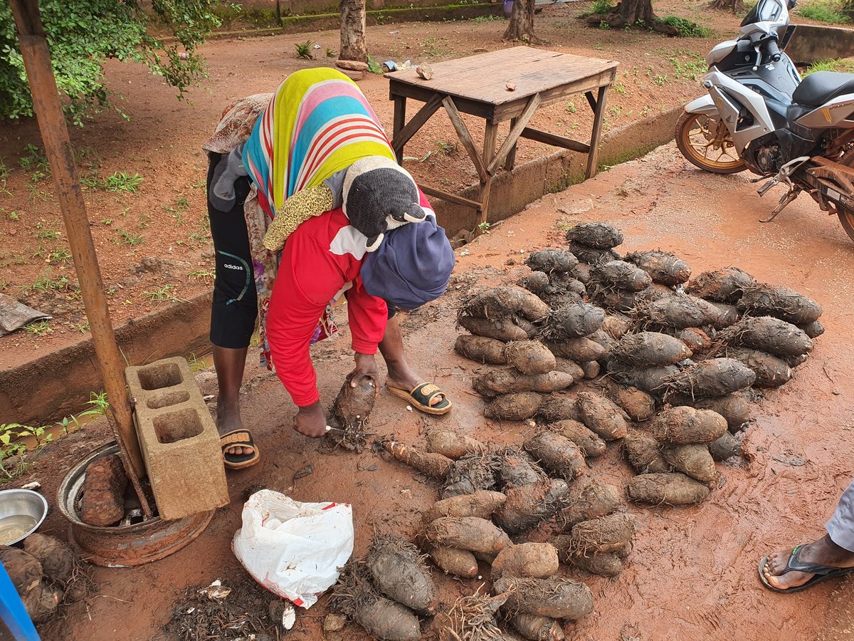 SombieLean86457's tweet photo. 📌Depuis plus de 10 ans, Mariam vend du taro à  Bobo-Dioulasso, en compagnie de sa mère, qui possède plus de 20 ans d'expérience dans le domaine.  Au quotidien, elle expose sa marchandise en tas de 1000 et 2000 FCFA.

L'intégralité de l'article 👇🏽https://t.co/WAplBwaMBf https://t.co/1raNYp3eK2