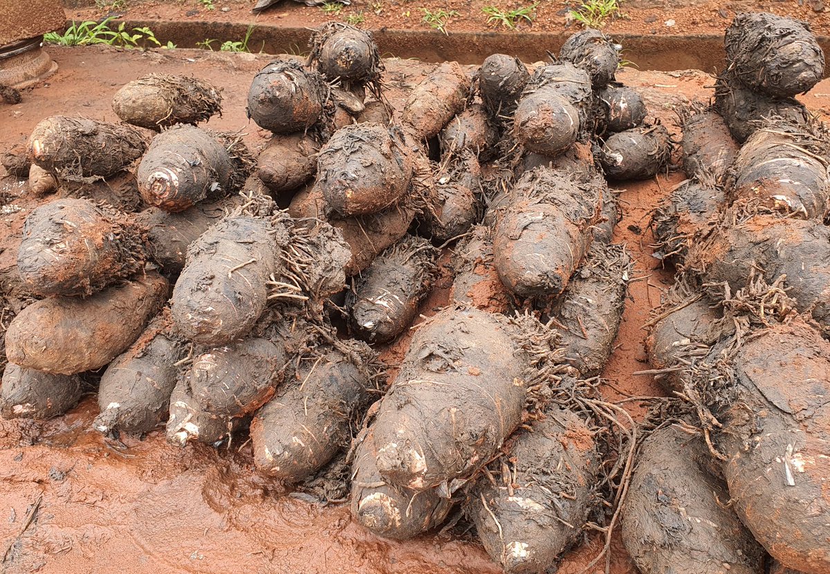 SombieLean86457's tweet photo. 📌Depuis plus de 10 ans, Mariam vend du taro à  Bobo-Dioulasso, en compagnie de sa mère, qui possède plus de 20 ans d'expérience dans le domaine.  Au quotidien, elle expose sa marchandise en tas de 1000 et 2000 FCFA.

L'intégralité de l'article 👇🏽https://t.co/WAplBwaMBf https://t.co/1raNYp3eK2