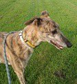 fenbankgreys's tweet photo. Unfortunately Biscuit’s home trial didn’t work out so she’s back with us. Pretty young girl. Tiny 24 kg. High prey drive. Gorgeous. 🐾🐾 https://t.co/S63ykZd0dy