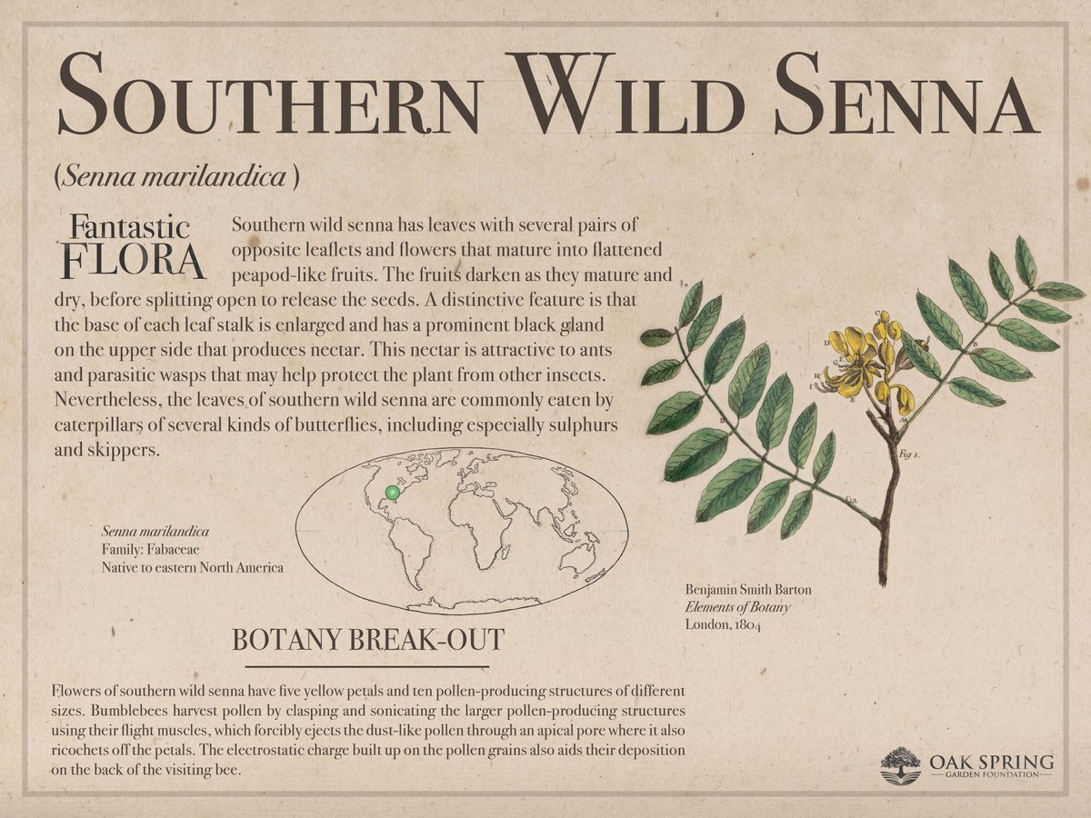 Happy #FantasticFloraFriday! Today we are highlighting an attractive herbaceous perennial that makes a great addition to pollinator gardens.

For more pollen projecting plants, visit fantasticflora.online