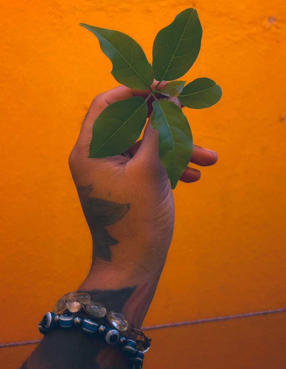 Mrs.Dezod🇭🇹🌱 tweet media