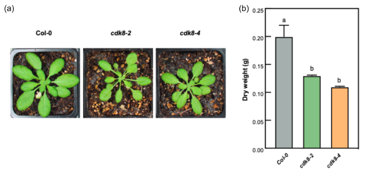 Plant Cell & Environment (@plantcellenvir) on Twitter photo CDK8 is crucial for regulating leaf development and stomatal patterning in Arabidopsis, adapting plant growth to rising CO2 levels by controlling SPCH protein. A key insight into plant responses to climate change.
Read more ⤵️
onlinelibrary.wiley.com/doi/epdf/10.11… <a href="/wileyplantsci/">Wiley Plant Science</a> #OpenAccess CDK8 is crucial for regulating leaf development and stomatal patterning in Arabidopsis, adapting plant growth to rising CO2 levels by controlling SPCH protein. A key insight into plant responses to climate change.
Read more ⤵️
onlinelibrary.wiley.com/doi/epdf/10.11… <a href="/wileyplantsci/">Wiley Plant Science</a> #OpenAccess