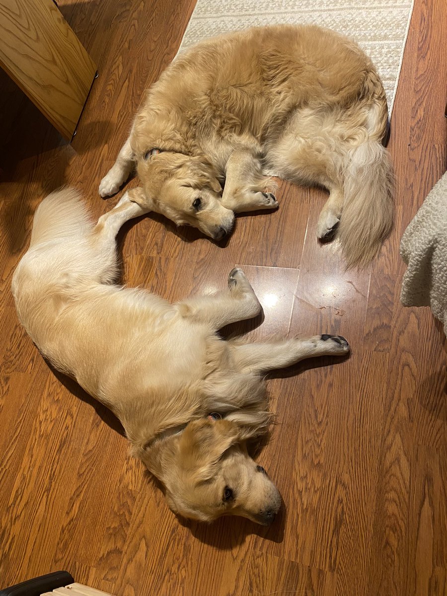 WalterTheGolden's tweet image. Home Office Etiquette Tip - 
Take up as much of the floor space as possible.  Try to position yourself between the desk and maybe a printer or filing cabinet.  
#yourewelcome #homeoffice