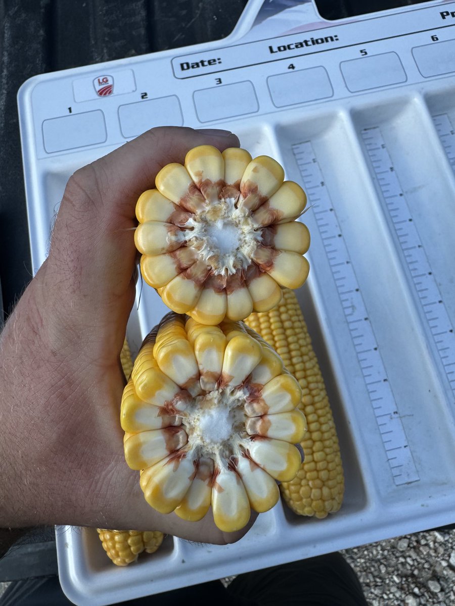 bryluers's tweet photo. Stop #2 on the ⁦@LGSeeds⁩ crop tour is in Washington county. This field looks to have a later planting date as it is very green still with very little milk line. Yield estimate came in at 204.7 bu/acre. https://t.co/ffdSLNXULm