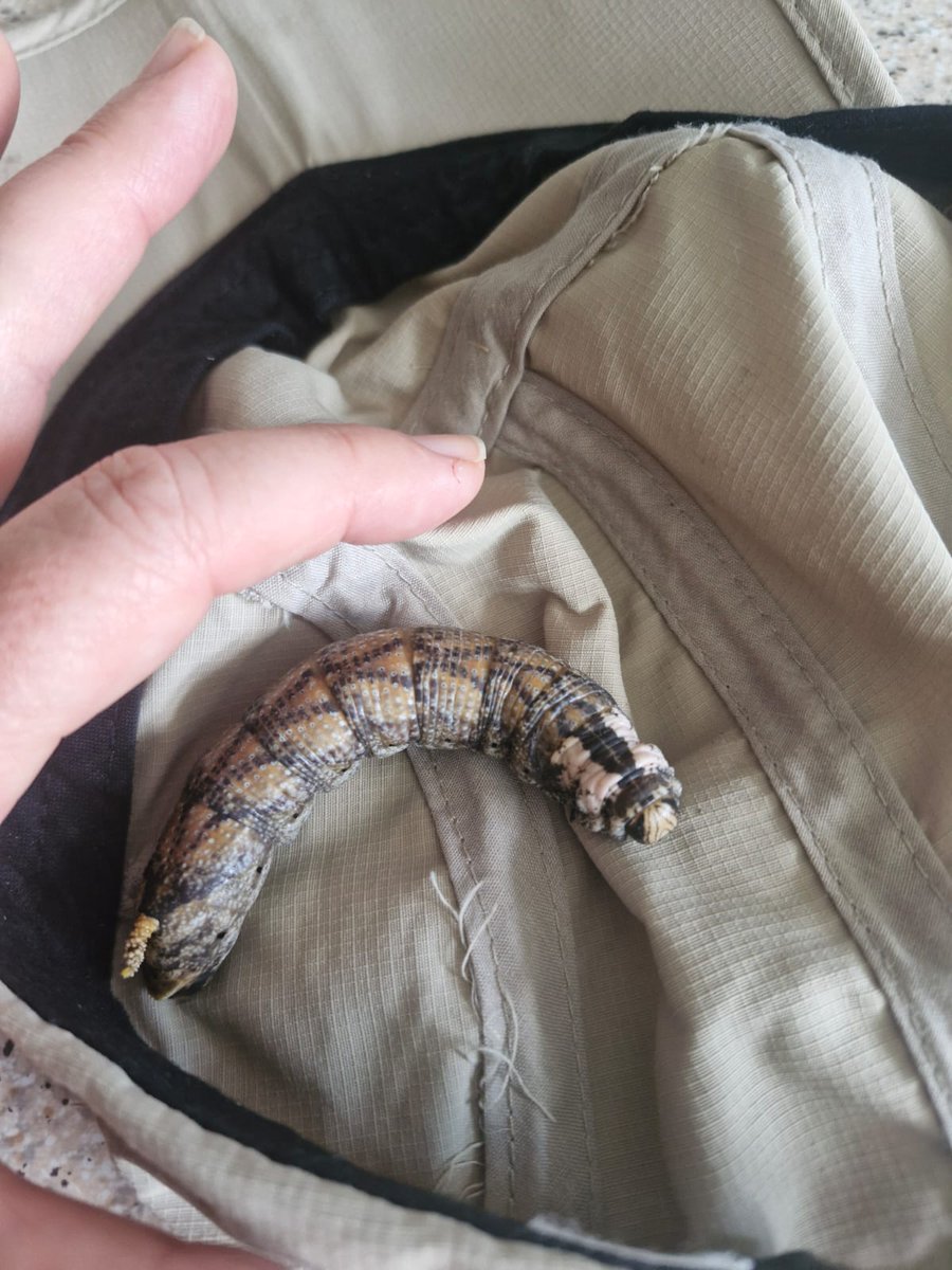 The Turtle Moves tweet media