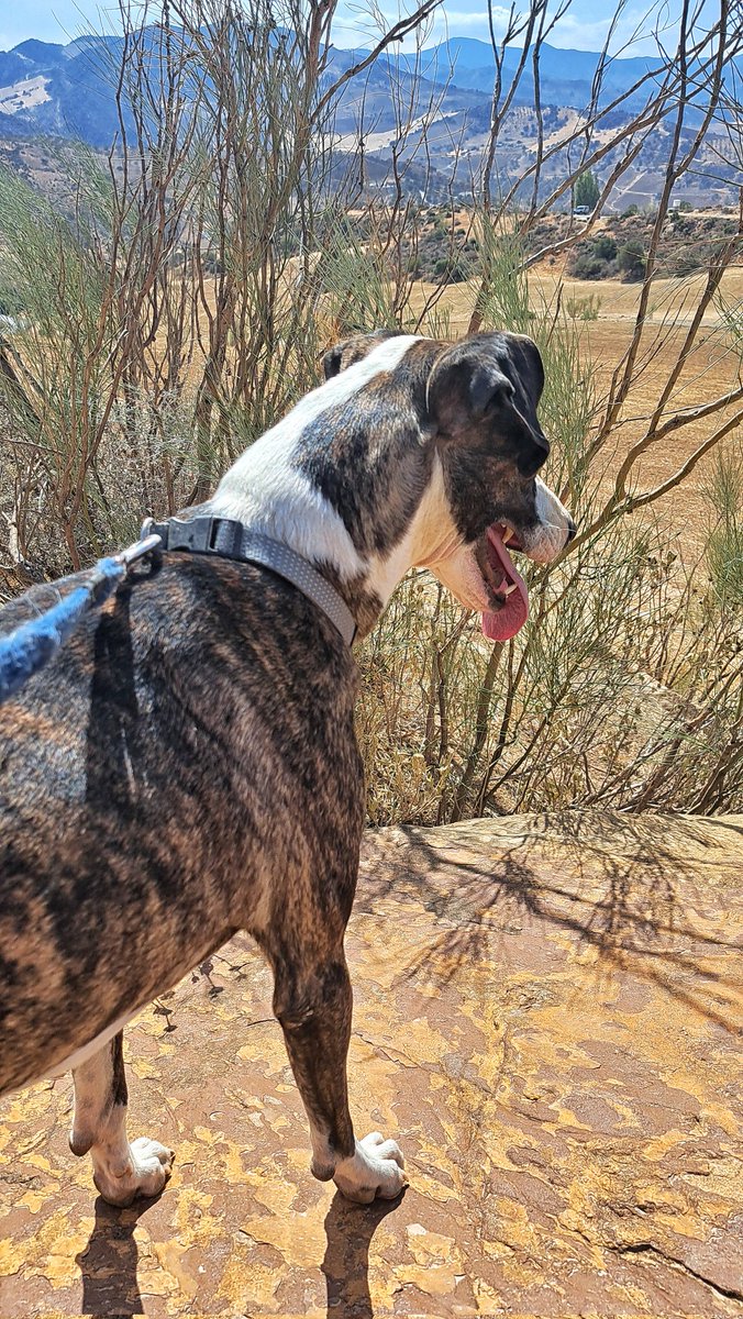 Patti auf Tour 🐾👍