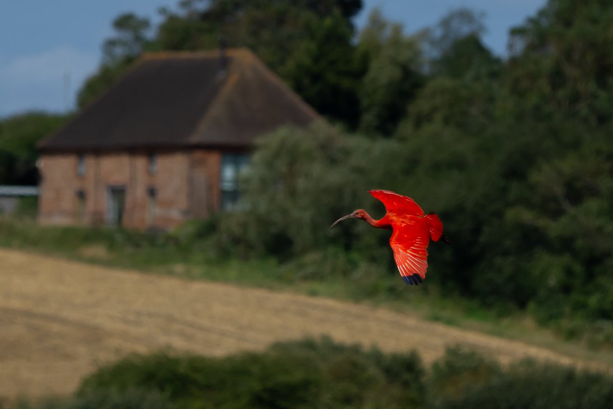 Scarlet Ibis which I took at Stodmarsh Nature Reserve, and been there for over a week now. A bird that’s divided opinion but whatever your thoughts, it’s an absolute stunner! <a href="/Natures_Voice/">RSPB</a>