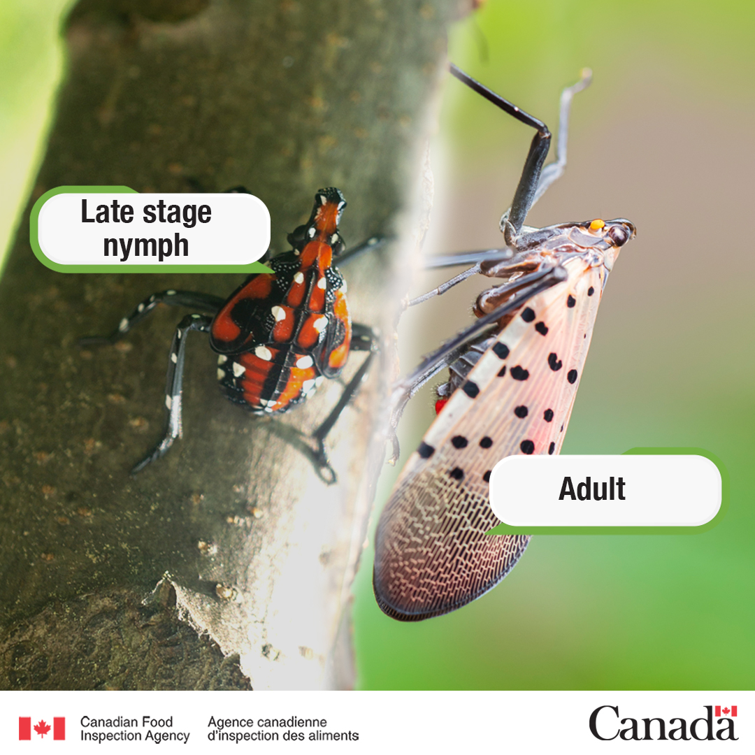 ❗ Help protect Canada from the invasive #SpottedLanternfly!

🔎 Spot it? Look for late-stage nymphs &amp; adults.
📷 Snap it! Take a photo or video.
👉 Catch it! Secure the pest.
📱 Report it! Contact us ASAP.

Learn more: bit.ly/3WG6jLJ