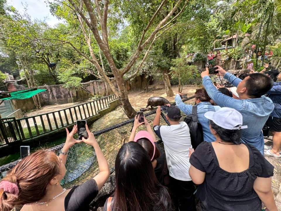 KhaokheowZoo's tweet photo. แฟนคลับน้องหมูเด้ง https://t.co/yXceecOuuB